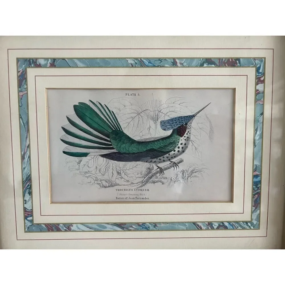 Stokes Hummingbird Print | Plate 5 by William Jardine | Framed 9.5x11.5 inch